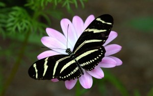 butterfly landing on flower